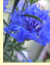  ,   (C.Cyanus L.)